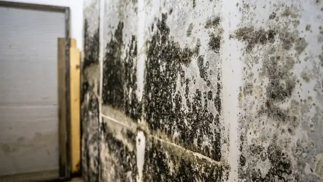 Dark mold on a basement wall beside an open doorway