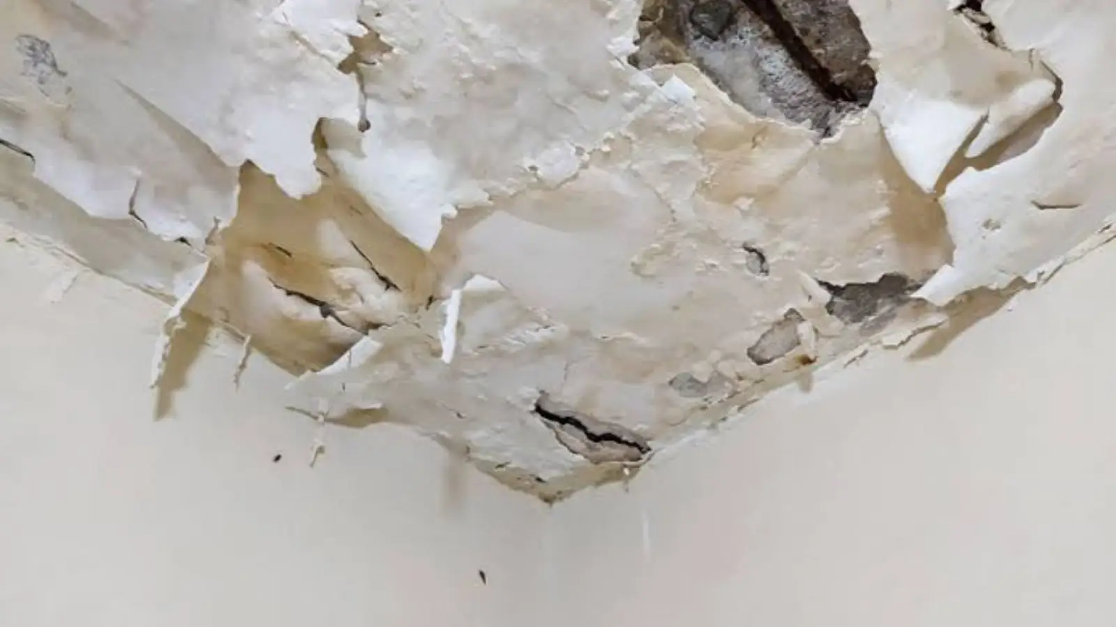 Peeling paint and a water damaged ceiling with a section coming away