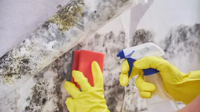 Gloved hands holding a spray bottle and sponge beside mold on a wall