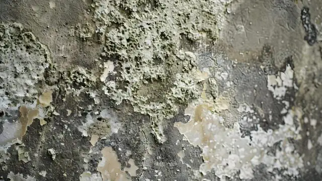 Close view of grey and green mold growth across a wall surface