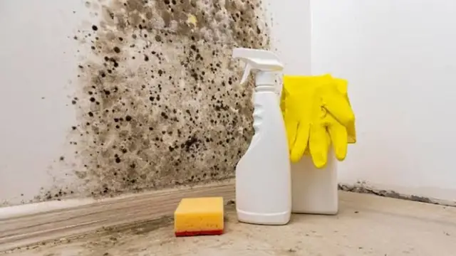 Mold in the corner of a wall with cleaning spray and gloves beside it